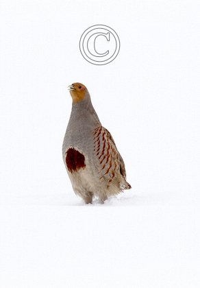 Grey Partridge in the Snow DM1411